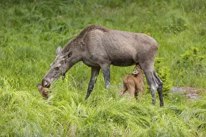 Two baby moose or elk. One of them getting suckled by their mother