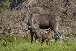Two baby moose or elk getting suckled by their mother