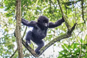 Baby Mountain gorilla playing in a tree in the Virunga National Park