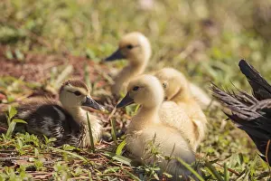 Baby Muscovy ducklings Cairina moschata flock together in a pond in Naples
