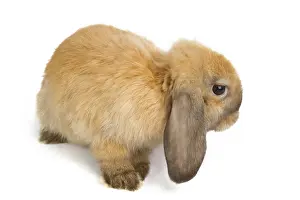 Baby of orange rabbit isolated on white background