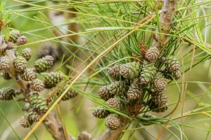 Baby pine cones on branch of pine tree with soft blurred background