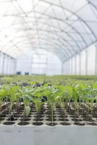 Baby plants growing inside of pots greenhouse nursery