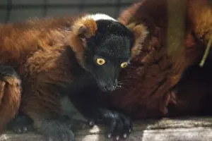 Baby red ruffed lemur pup Varecia rubra cling to branches