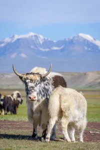Baby yak drinking milk from its mum in the pasture