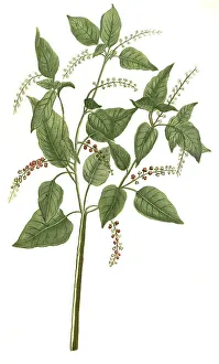 Baccifer circea folio, Amaranth (Amaranthus)