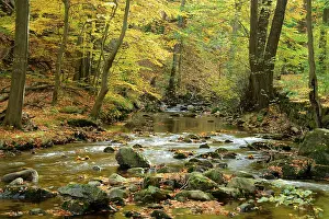 Bach with autumn leaves, Ilse, in the Ilse valley