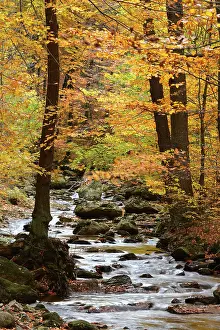 Bach with autumn leaves, Ilse, in the Ilse valley