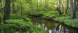 Bach, course of the Endeler, Erlenbruch