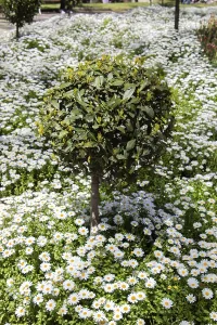 Background flowers of white daisies in the flower bed