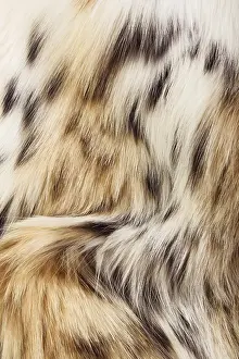 Background of lynx spotted fur. Close-up image
