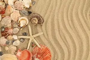 Background of sand, shells and sea start. Texture