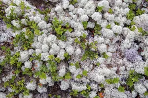 Background White reindeer moss an important food source in arctic regions for reindeer