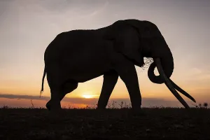 Backlight, African elephant (Loxodonta africana)