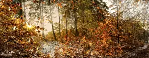 Backlight in the beech forest, Winter