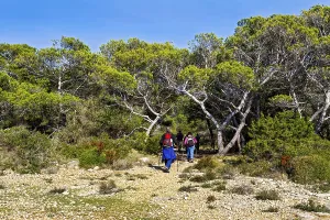 Two backpackers hiking on a nature trail through a pine forest
