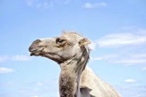 Bactrian camel brown on a background of blue sky and clouds