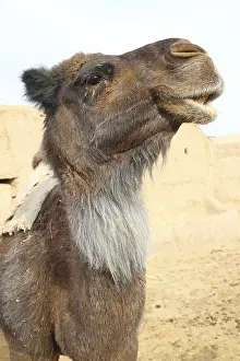Bactrian camel (Camelus bactrianus)
