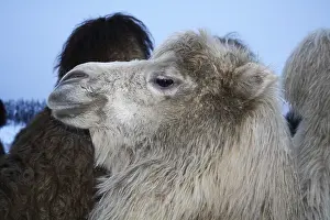 Bactrian camel (Camelus ferus)