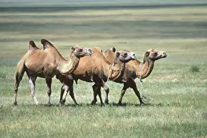 Bactrian camels (Camelus bactrianus)