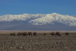 Bactrian camels (Camelus bactrianus) in Mongolian steppe