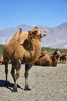 Bactrian camels in Himalayas. Hunder village