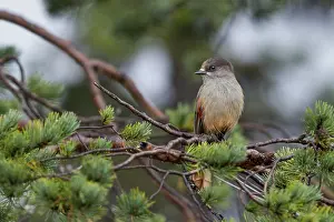 Bad-luck jay (Perisoreus infaustus) in a pine tree