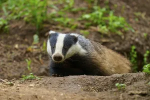 Category Wildlife DE Prints: A badger crawls through the forest floor