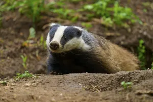 Category Wildlife DE Prints: A badger exploring the forest floor