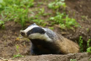 Category Wildlife DE Prints: A badger in the forest on the ground
