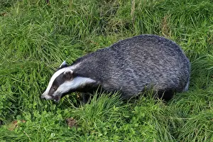 Badger on grass looking for food