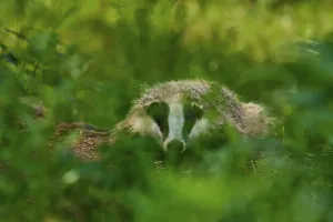 Category Wildlife DE Prints: A badger hides well camouflaged in the deep green of the forest