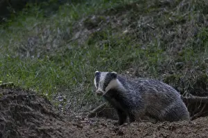 Framed Print : A badger (Meles meles) leaves its den in the evening