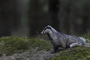 The badger (Meles meles) has left the den and is tensely securing itself near the cave entrance