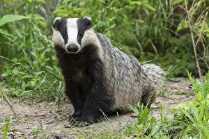 A badger sits relaxed on the ground in a green forest landscape