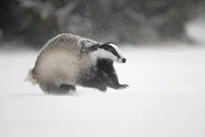 Badger in the snow, Wittlich, Rhineland-Palatinate