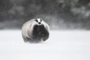 Badger in the snow, Wittlich, Rhineland-Palatinate