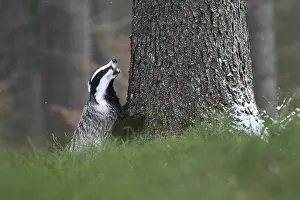 Badger in the snow, Wittlich, Rhineland-Palatinate