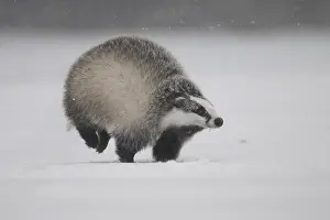 Badger in the snow, Wittlich, Rhineland-Palatinate