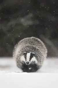 Badger in the snow, Wittlich, Rhineland-Palatinate
