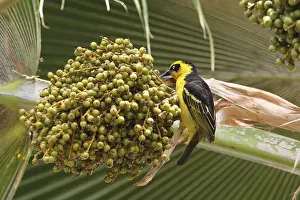 Baglafecht's Weaver (Ploceus baglafecht reichenowi)<br> Baglafecht's Weaver (Ploceus baglafecht reichenowi)