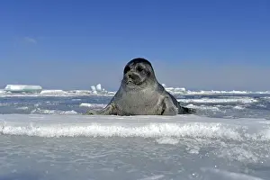 Baikal seal (Pusa sibirica, Phoca sibirica)