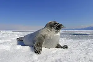 Baikal seal (Pusa sibirica, Phoca sibirica)