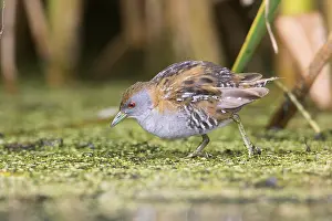 Baillon's Crake (Porzana pusilla palustris) foraging