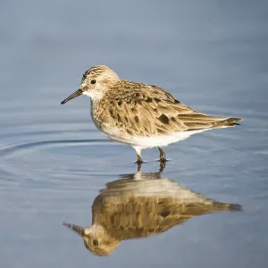 Baird's Sandpiper (Calidris bairdii)