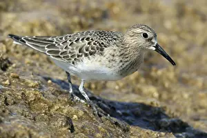 Baird's sandpiper, Mammoth Hot Springs