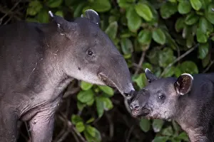 Baird's tapir (Tapirus bairdii)