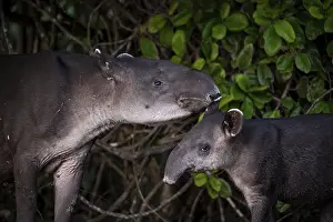Baird's tapir (Tapirus bairdii)