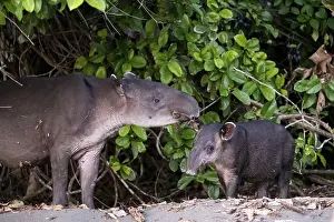 Baird's tapir (Tapirus bairdii)