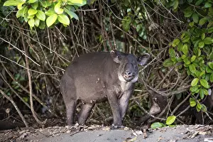 Baird's tapir (Tapirus bairdii)